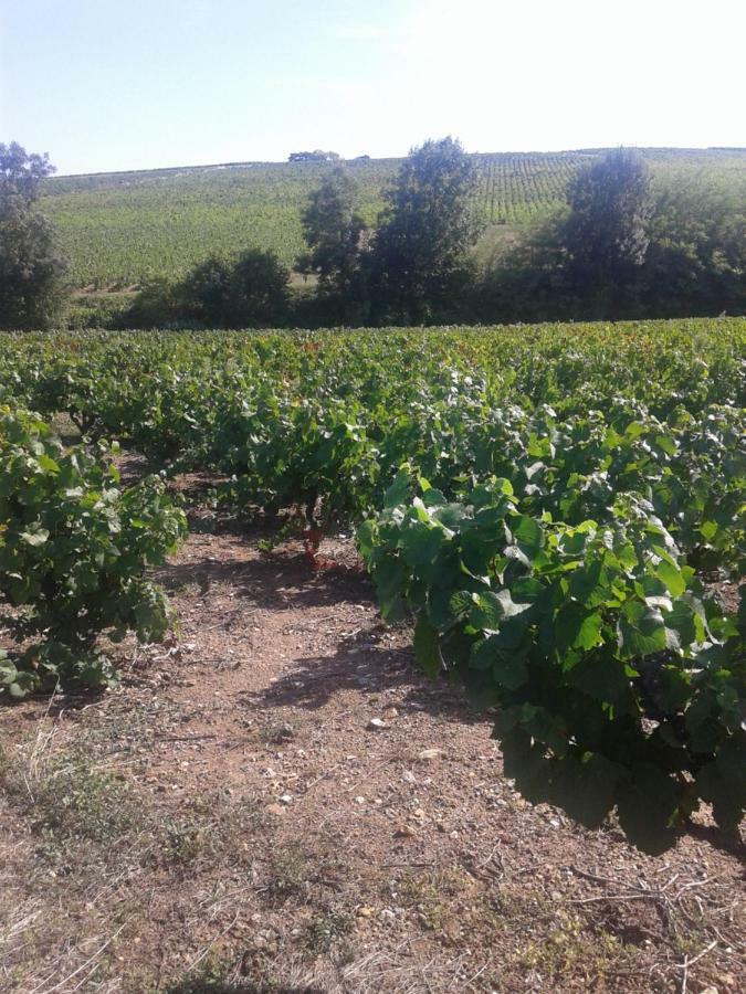 La Maison Des Vignes Charentay Екстериор снимка