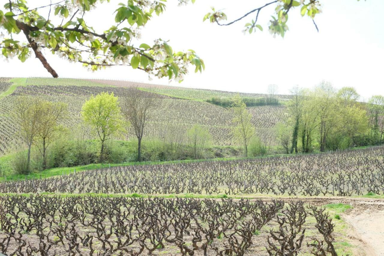 La Maison Des Vignes Charentay Екстериор снимка